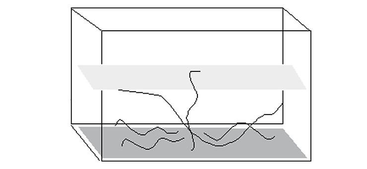 linear arrangement of the left side